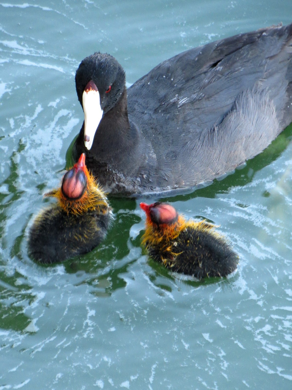 American Coots & Baby... Cootlings?