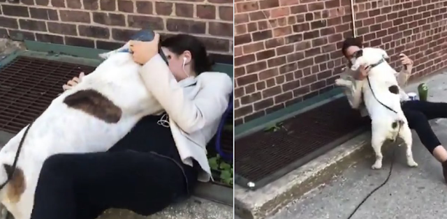 Ocasio-Cortez Supporter Behind Viral Dog ‘Attack’ Video Gives Away Socialist Endgame for US: “We’re literally gonna make a whole new country”