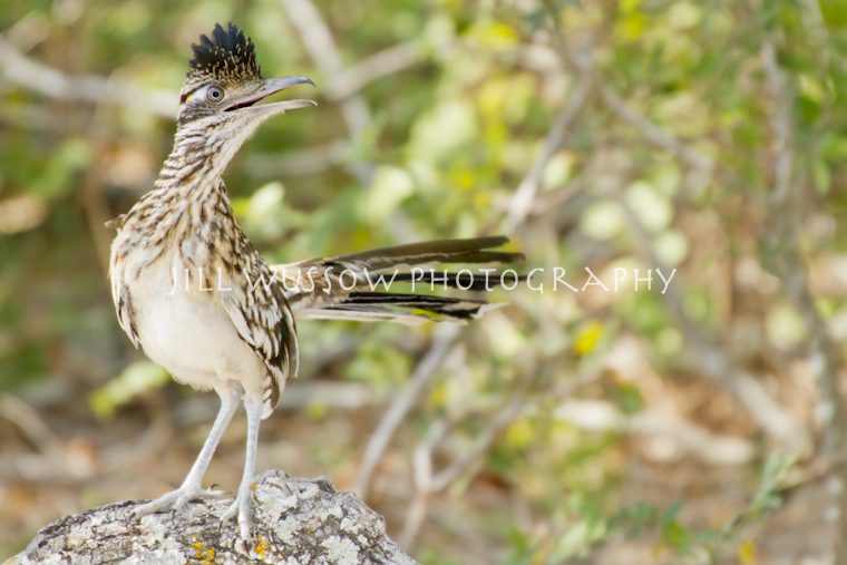 Yard Bird Focusing on Wildlife