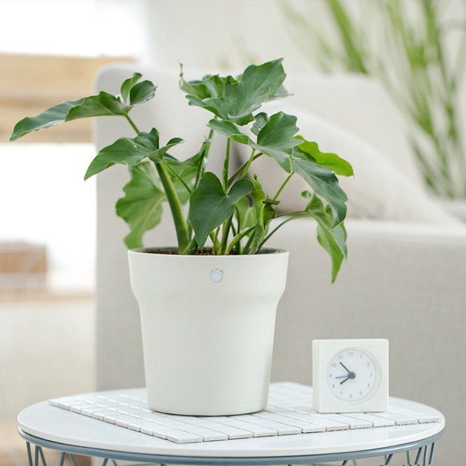 Home Sweet Home Xiaomi Flora Smart Flower Pot, the Pot That Knows