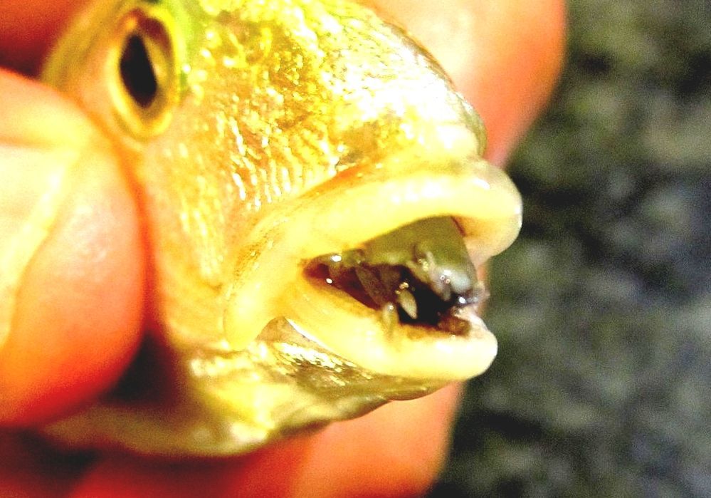 Cymothoa Exigua Fish Tongue Parasite