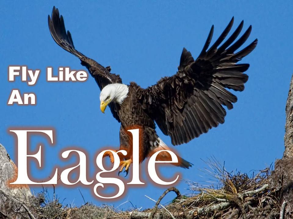 Feel like flies. Eagle a2004. Fly like an Eagle(ex-/ex). На английском Eagle. Орла a(ll)rh.
