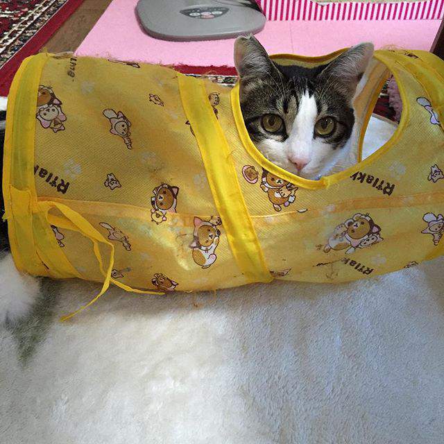 100 Gambar Kucing Imut-Imut Dan Lucu Untuk Wallpaper Hp 100 Gambar Kucing Imut-Imut Dan Lucu Untuk Wallpaper Hp
