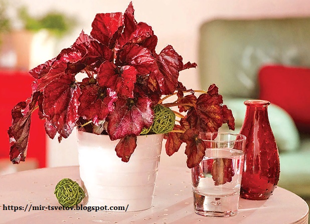 Мир растений: Комнатные растения с красными цветами и листьями поднимут ...