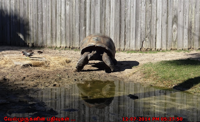 Aldabra giant tortoise