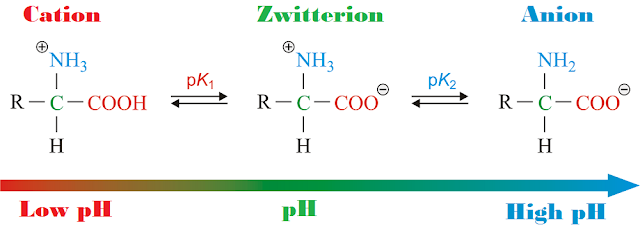 zwitterion