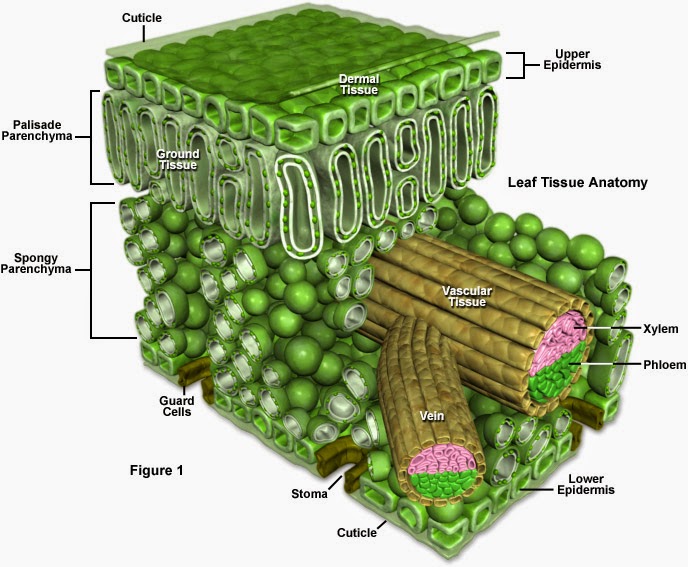 Bagian daun yang dapat melakukan proses fotosintesis adalah