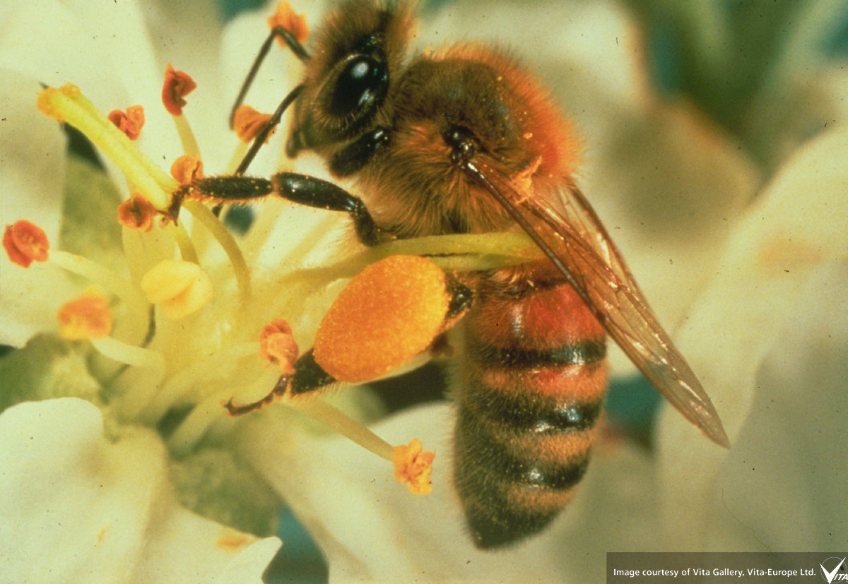Время нектара. Гималайская медоносная пчела. Пчелы АПИС Лабориоза. Пчела Уолесса. Пчела с обножкой.