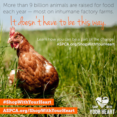 More than 9 billion animals are raised for food each year