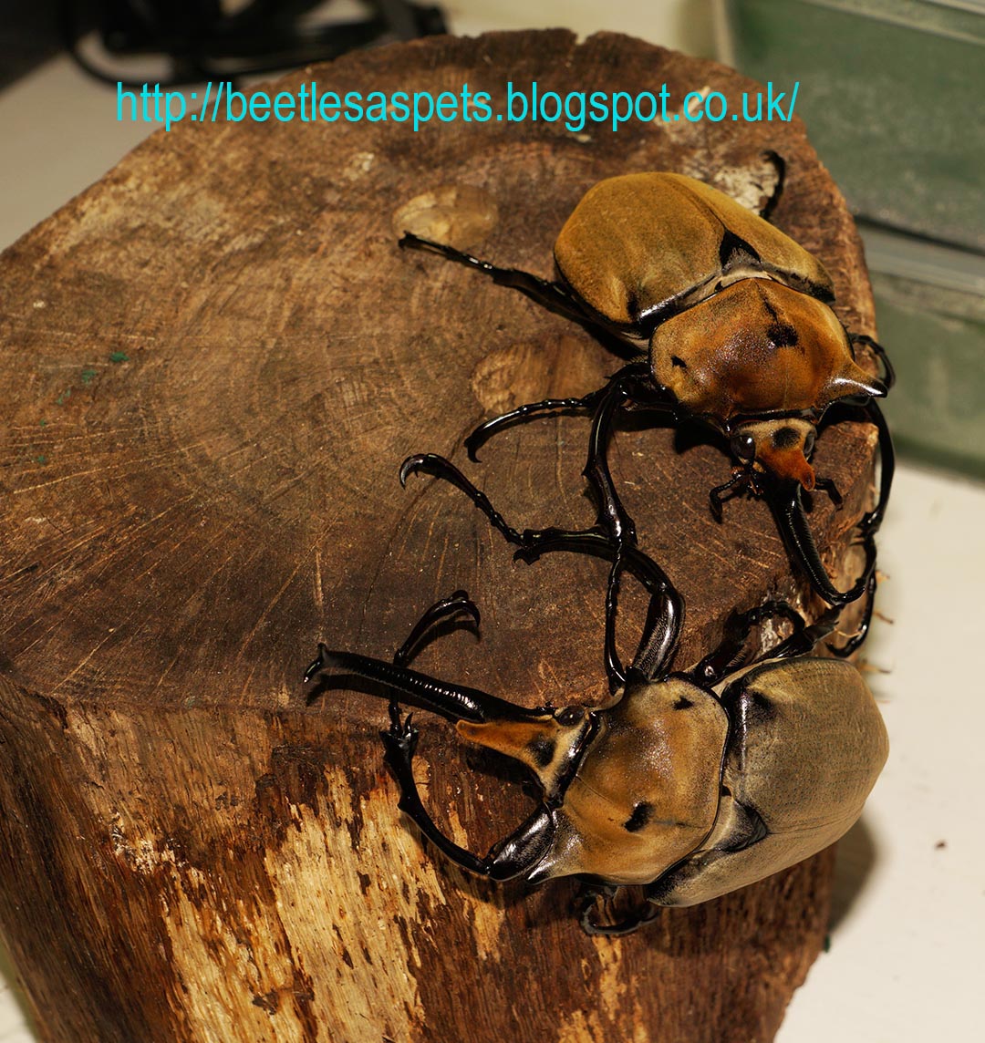 beetles as pets megasoma elephas elephas breeding report care sheet
