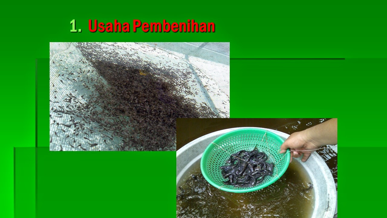 Tehnik Hati kumpulan materi soal prakarya &amp; wirausaha