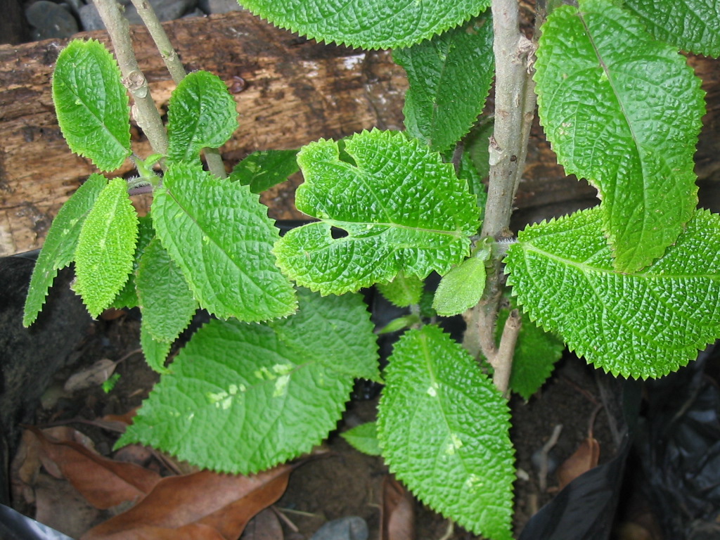 MOGO DAGI Daun Gatal  Obat tradisional