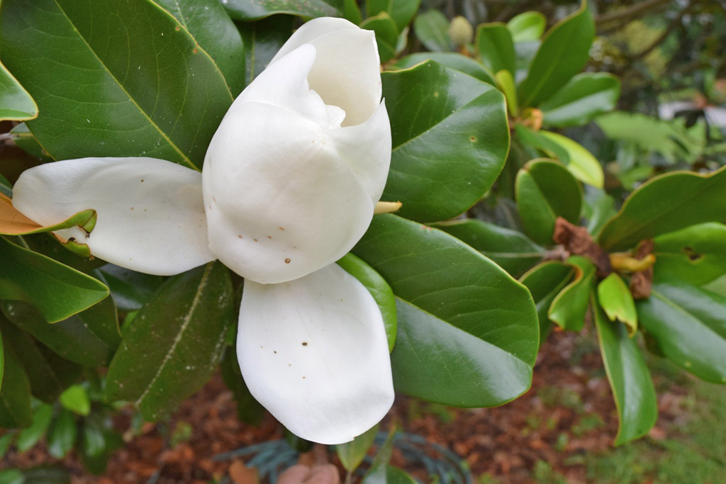 MARIETTE'S BACK TO BASICS {Magnolia Stages}