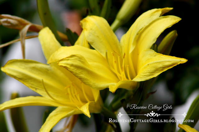Bright yellow lillies in a cottage garden