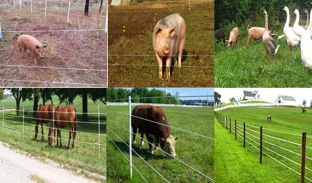 17 Mistakes To Avoid With Electric Fencing Pagar Elektrik Peralatan Pagar Elektrik Posted 1st October 2017 By Mohd Suhaimi