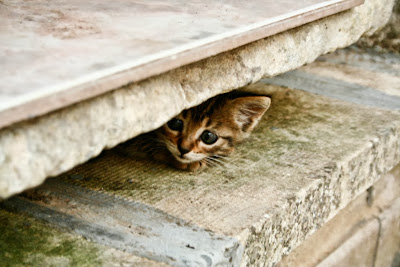 cat photography tips cat photography tips