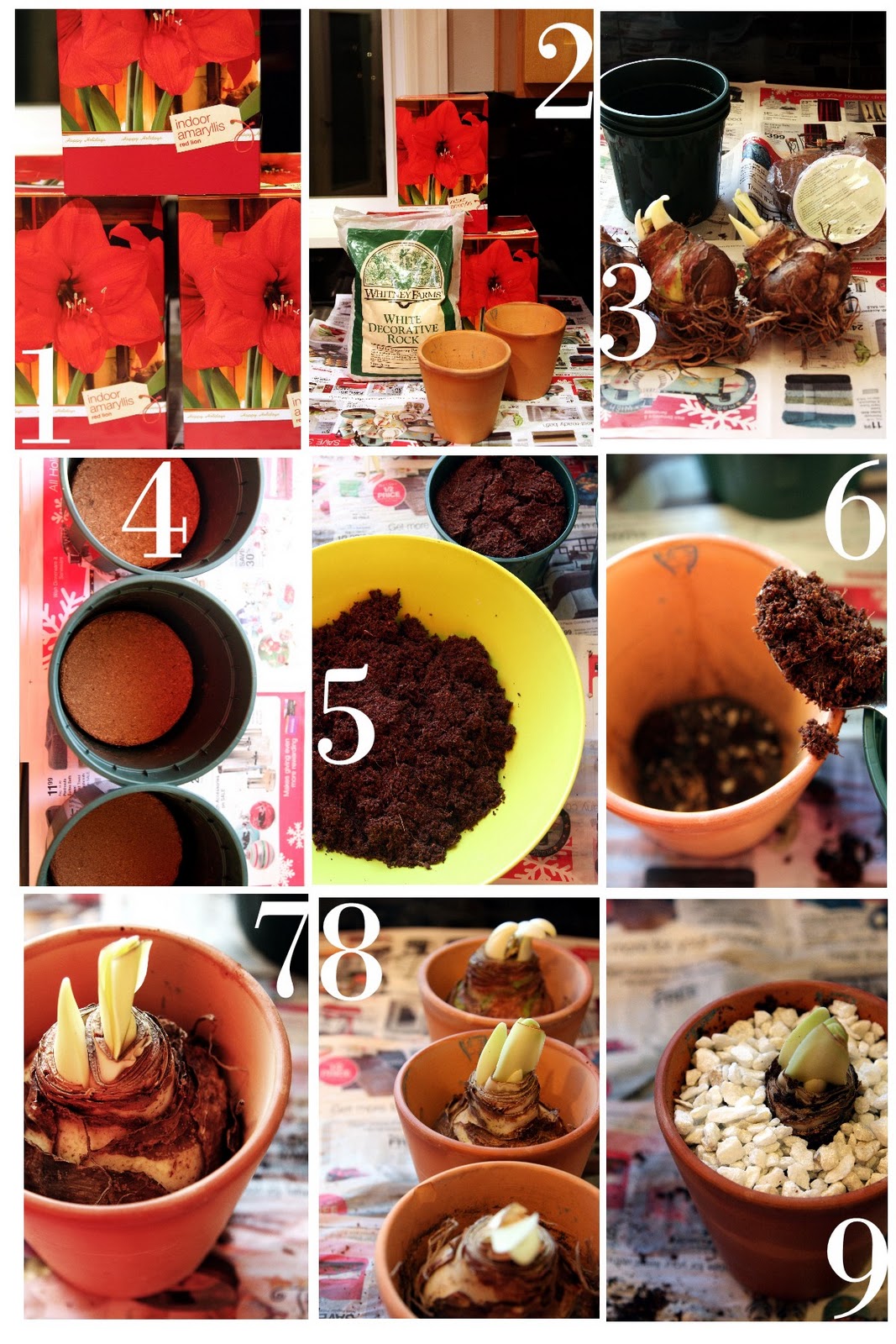 Bold Beautiful Brainy A Life Well Lived Easy Forced Amaryllis Bulbs