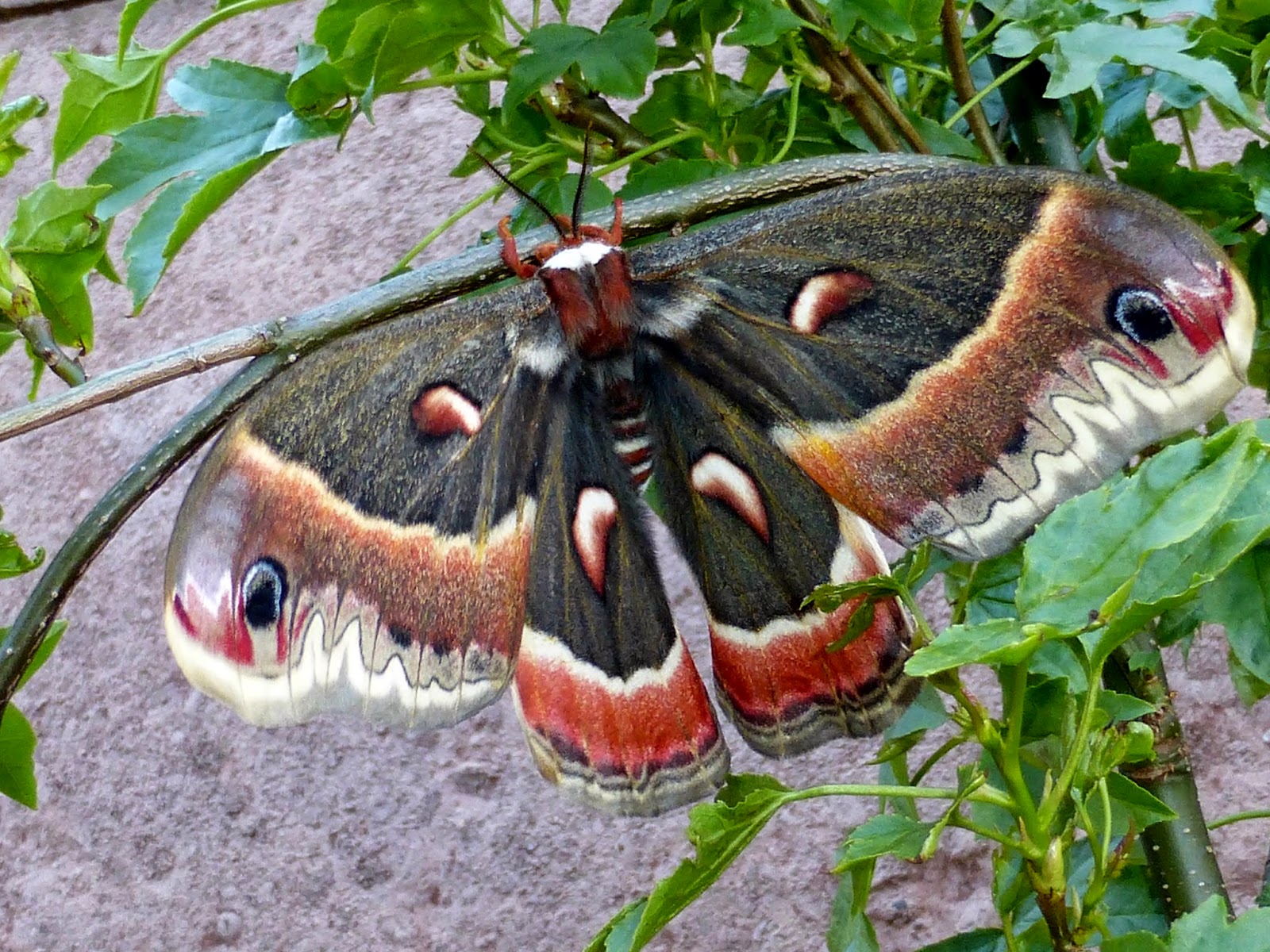 Silkmoths and more: Silkmoth of the week: Hyalophora cecropia