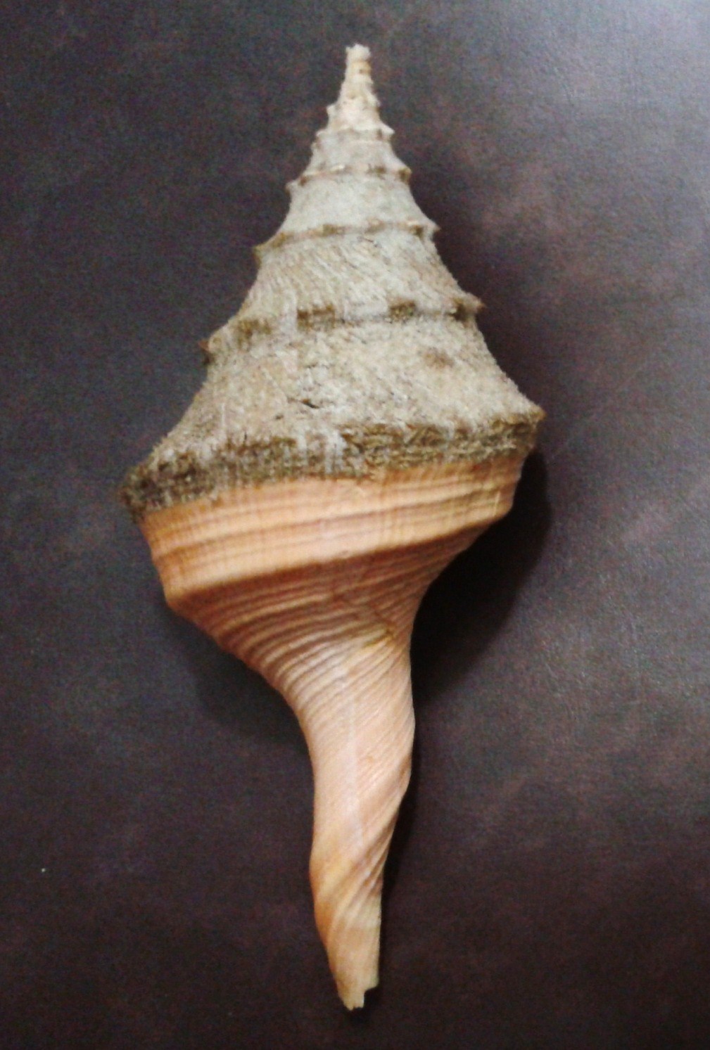 Denns photo gallery: Syrinx Aruanus 224 mm. SOLD.