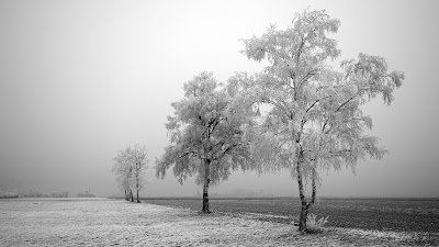 Winter plaatje met bomen met sneeuw