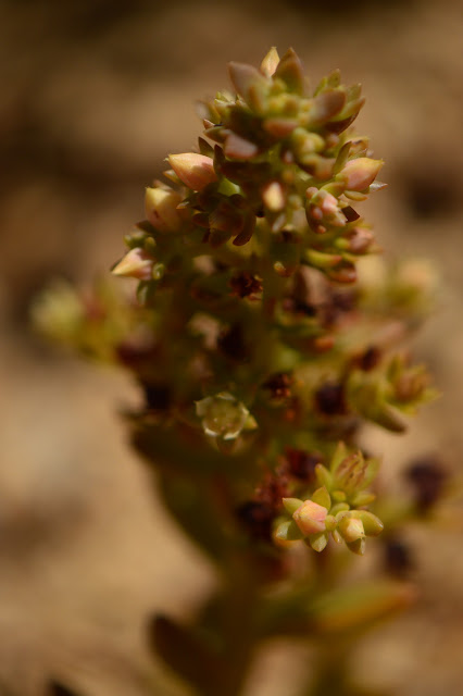 Sedeveria "Sorrento", desert, small sunny garden, amy myers photography