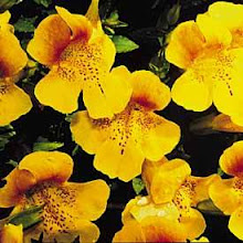 Mimulus-Monkey Flower