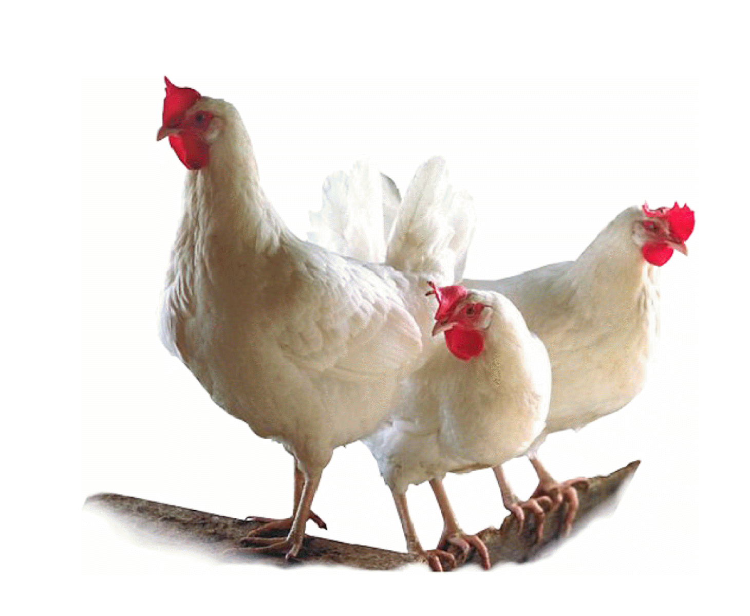 ΚΑΣΤΟΡΙΑ:Πρόγραμμα Διερεύνησης της Γρίπης των Πτηνών  για το 2015.