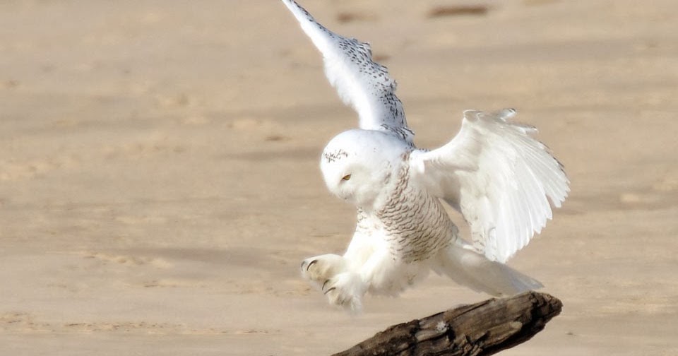 Recent Sightings: Owl on the Dunes and at the Beach