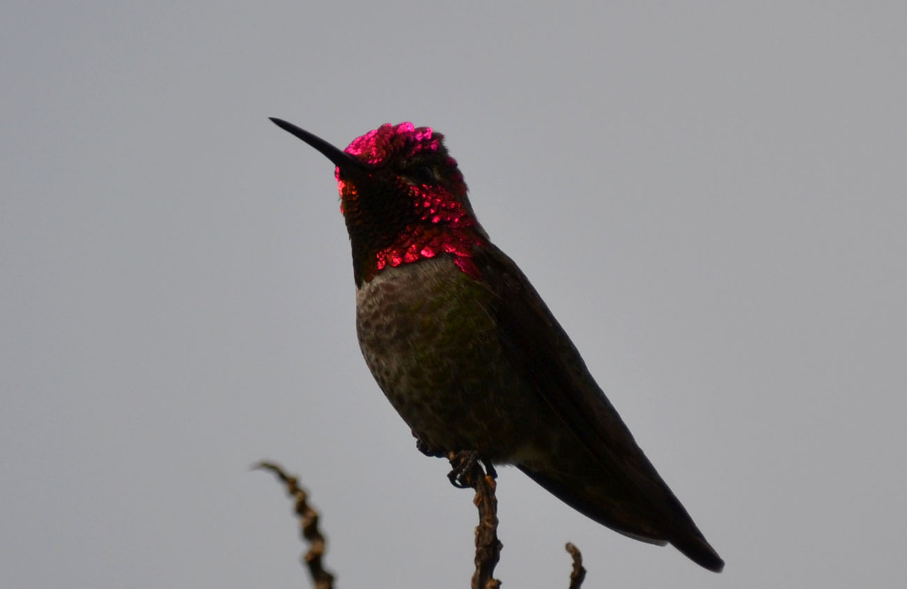 Perfect Black Headed Hummingbird Pictures on Animal Picture Society