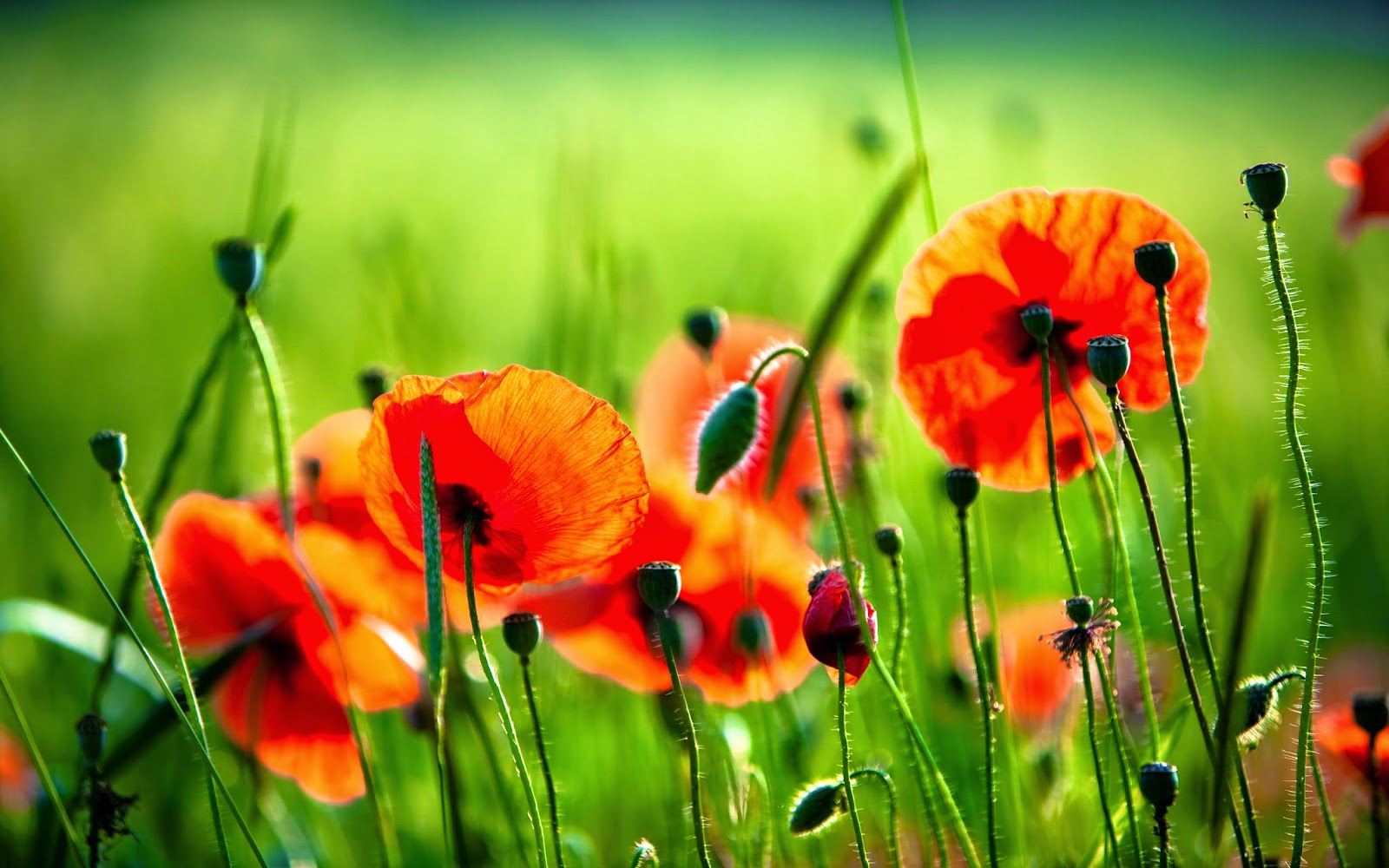 Red Poppy Flower Wallpaper