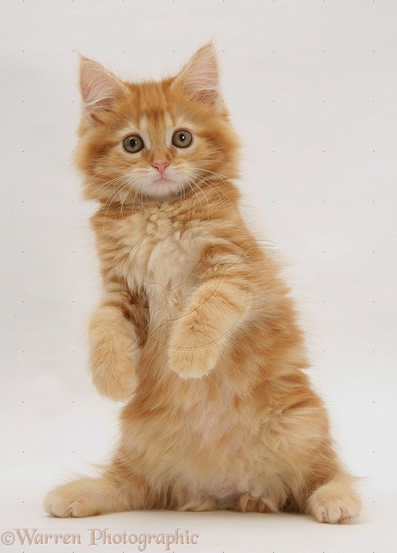 150 Gambar  Kucing  Lucu  dan Imut Anggora Persia Maine 