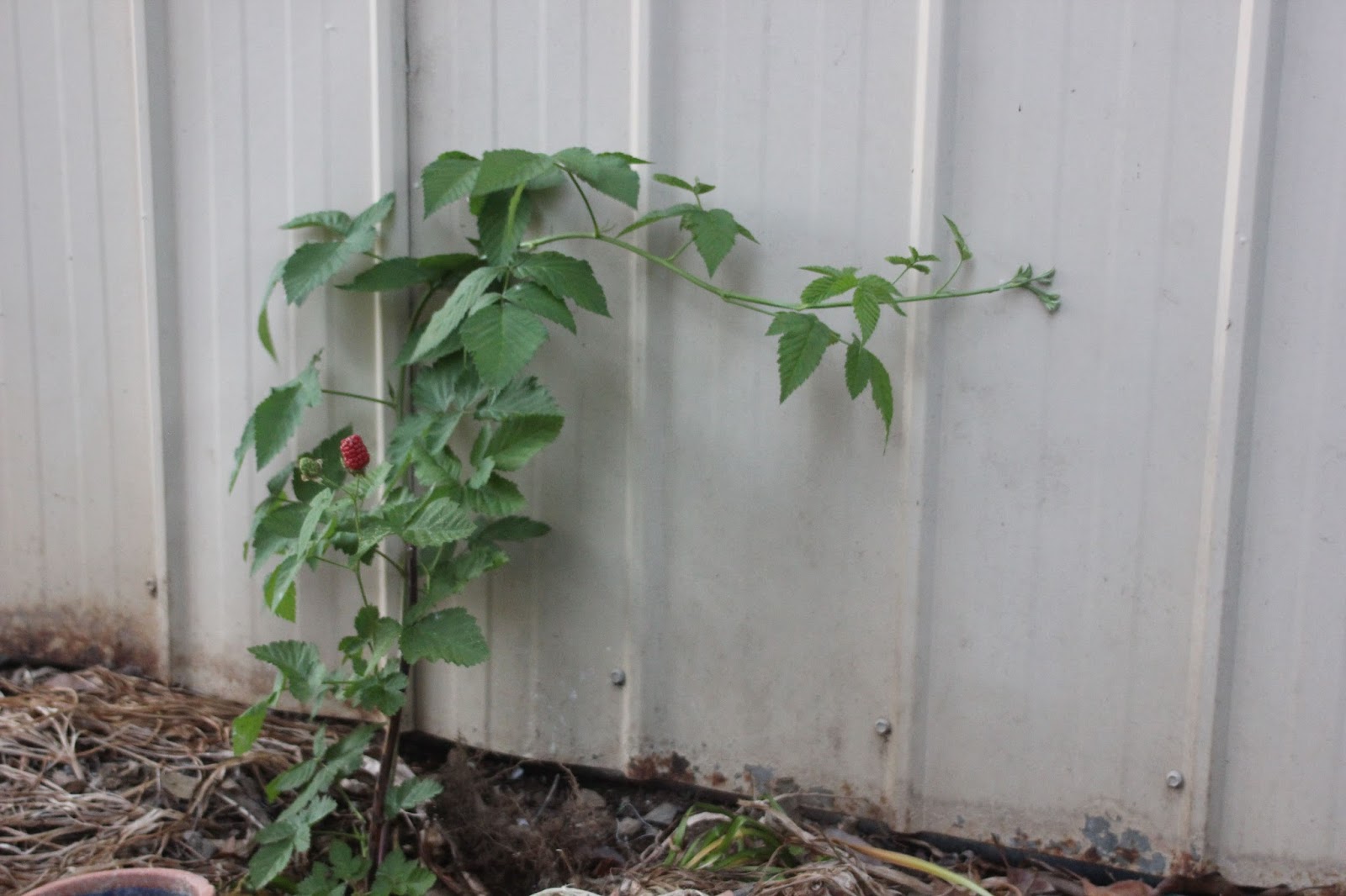 Mudflower How to prevent thornless berries reverting to