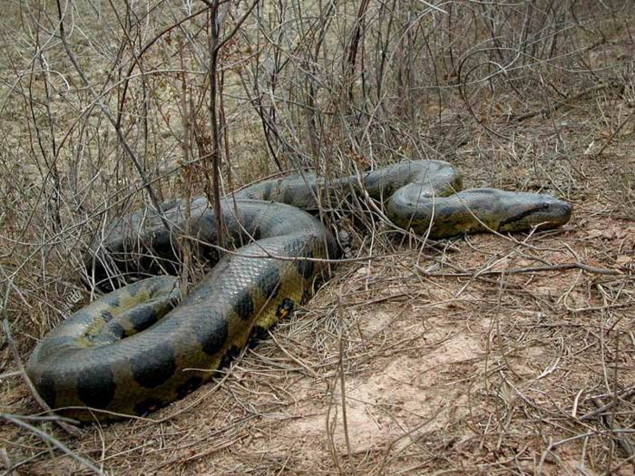 Самый большой змей в мире фото. Сетчатый питон Саманта. Анаконда большая змея в мире. Зеленая Анаконда (гигантская Анаконда).