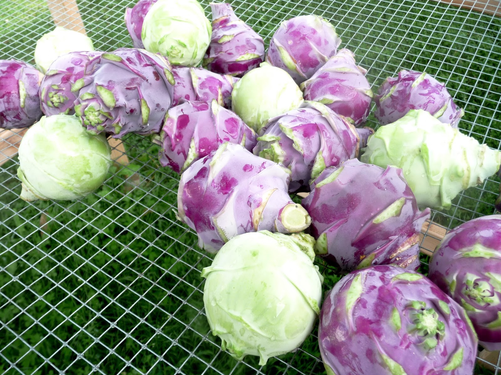 alternative-roots-farm-august-2013