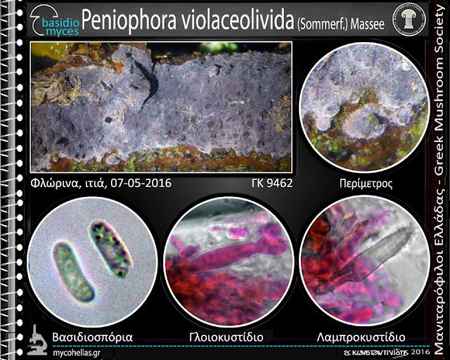 Peniophora violaceolivida (Sommerf.) Massee