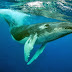 Workshop Internacional sobre o Santuário de Baleias do Atlântico Sul 
