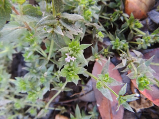 Field madder plant