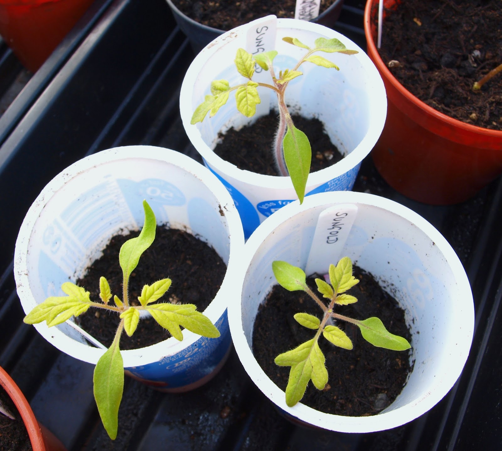 Mark's Veg Plot Tomato seedlings