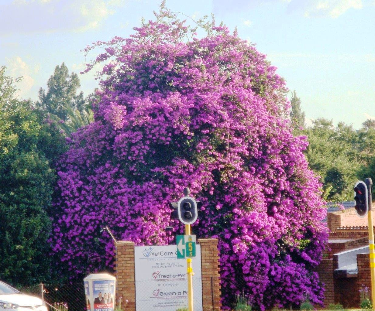 Ngwenya Glass Village Jogurg/South Africa (Part II)