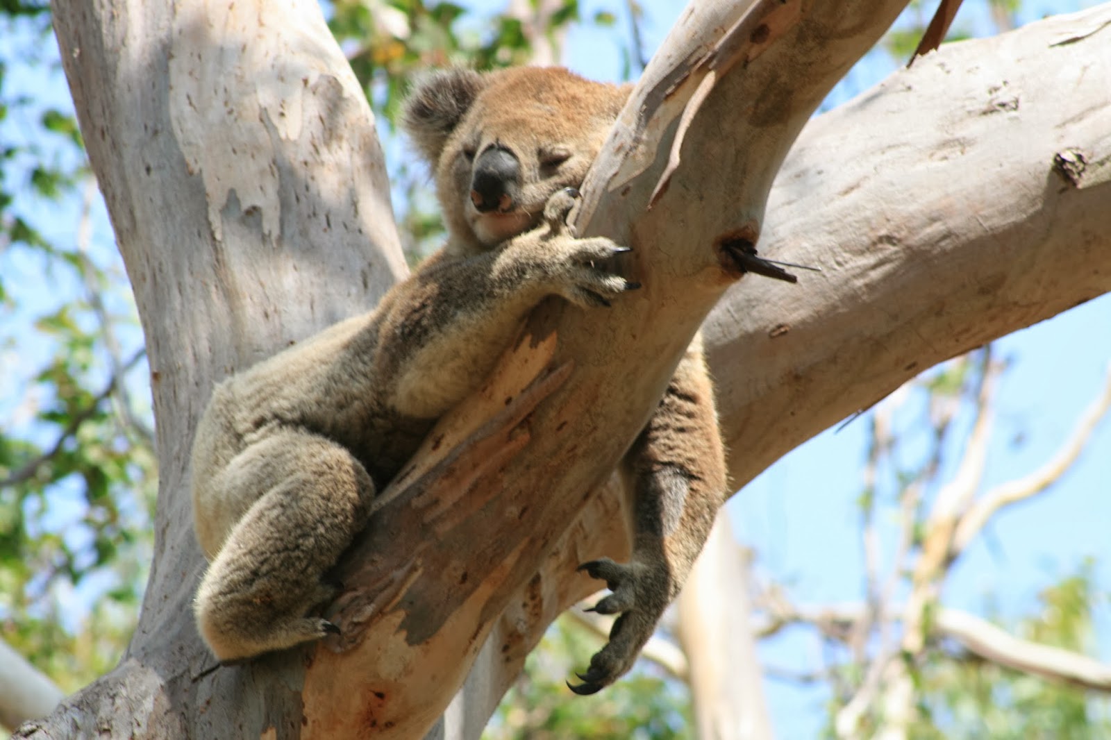 kensbigbackyard 5 top places to see koalas in the wild