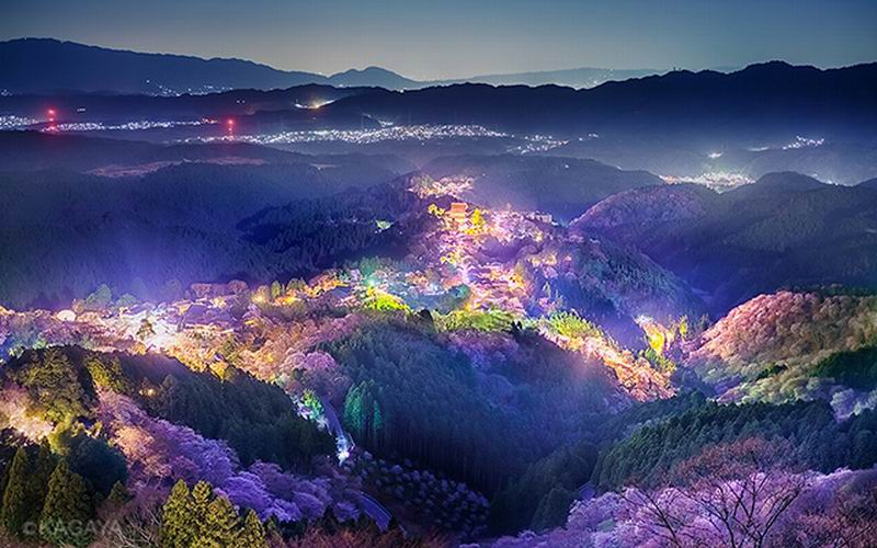Fotografer Ini Abadikan Keindahan Bunga  Sakura  Sebagai 