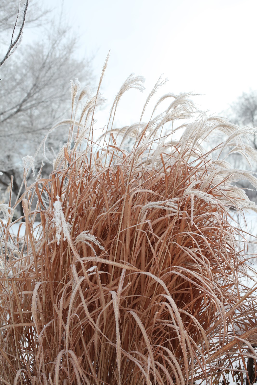 Wiese Acres Ornamental Grass Care