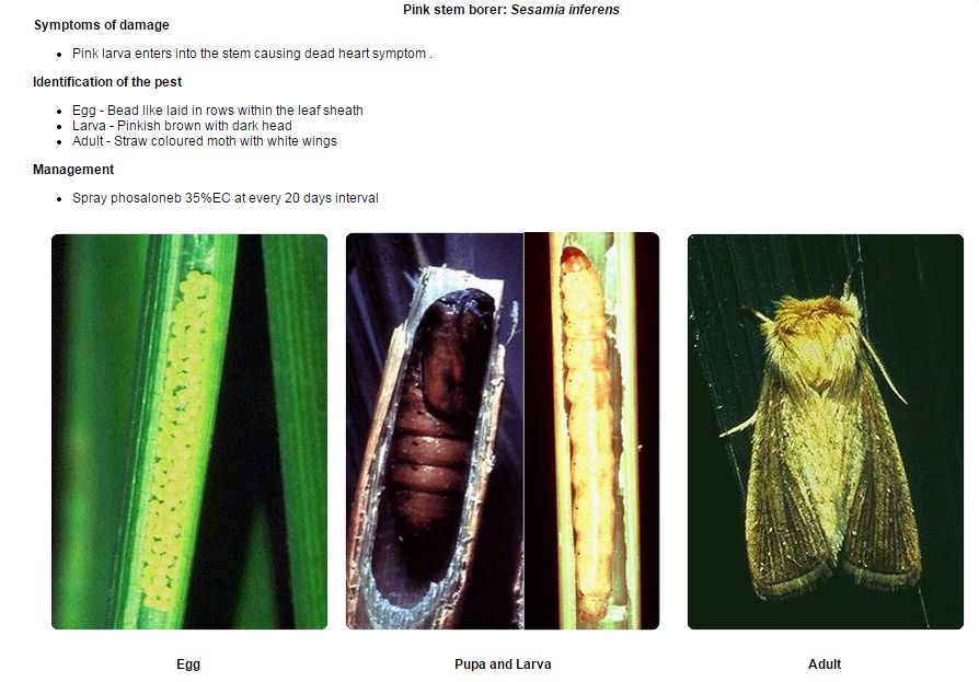 Seed Treatment of Maize Pests control in maize using Dantotsu