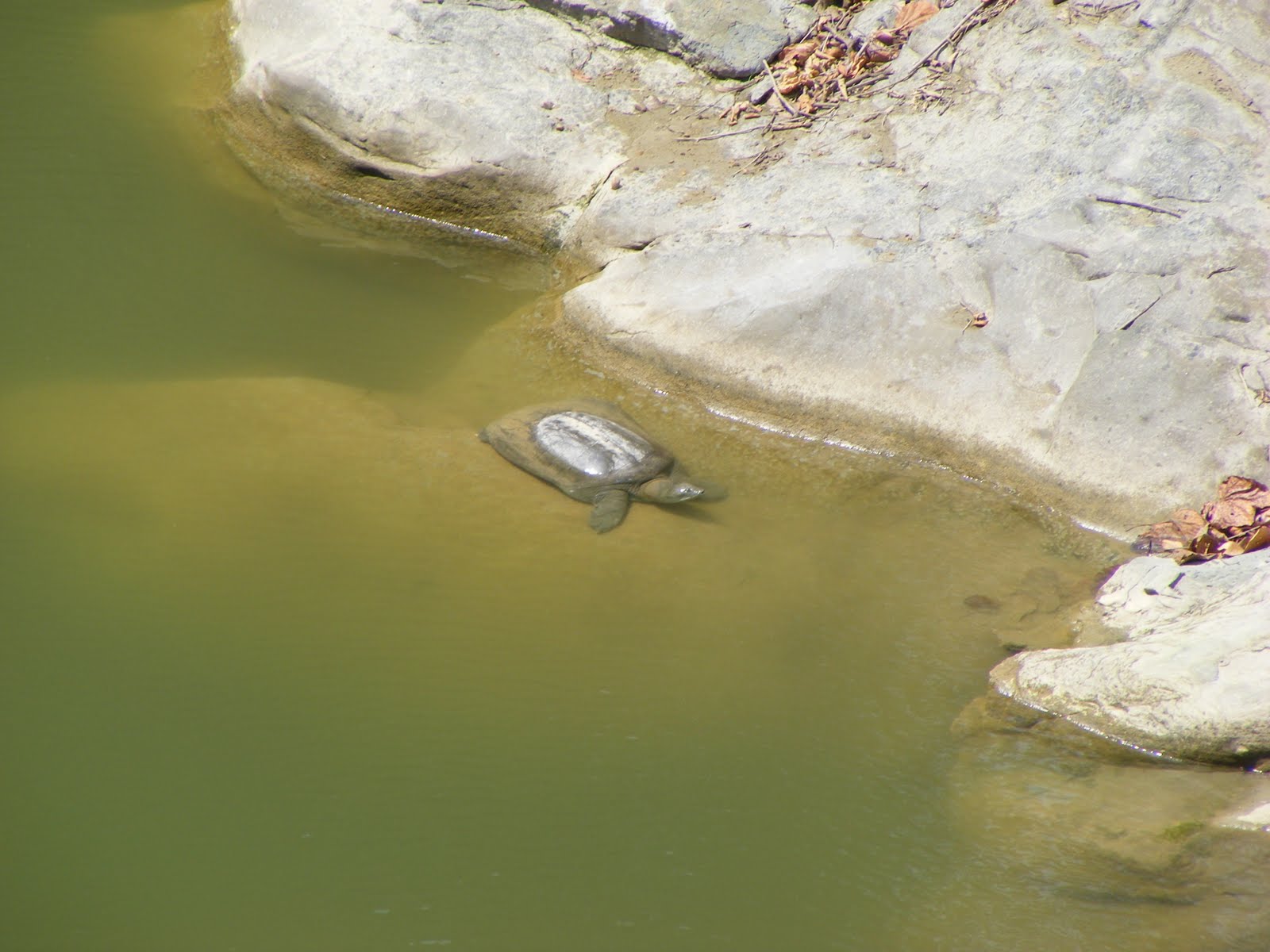 THE WILDLIFE CHRONICLES: Important Population of Ganges Soft Shell Turtle