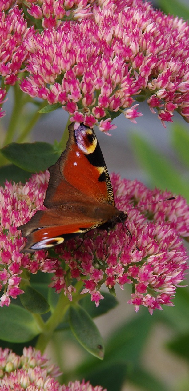 Peacock butterfly on a red flower.