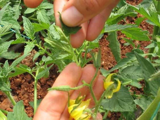 tarim siteniz domates yetistirme puf