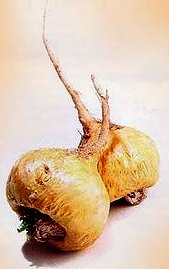 Maca Foto de la maca andina