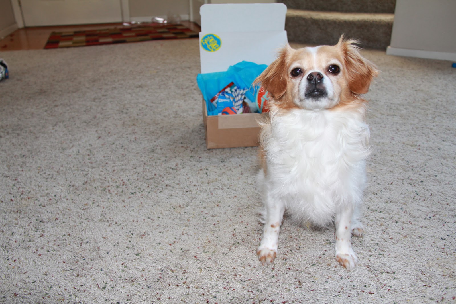 DSK Steph: Dog Blog: PetsLoveToys!