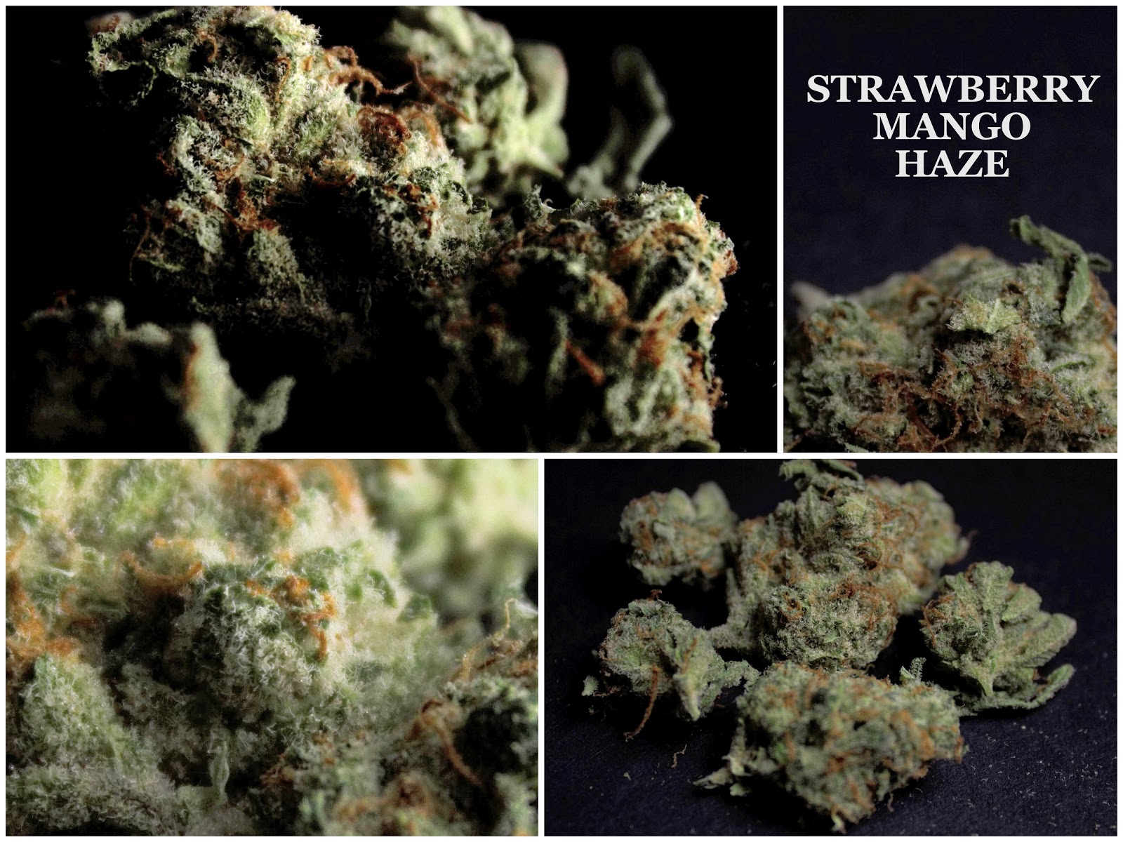 National Marijuana Review Council STRAIN REVIEW // STRAWBERRY MANGO HAZE