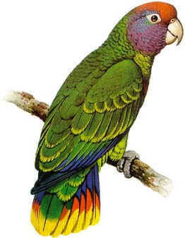 aves de Argentina en extincion Charao Amazona pretrei